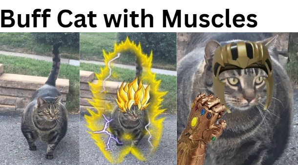 Buff Cat with Muscles