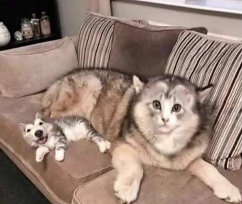 Cat and Huskey Face Swap