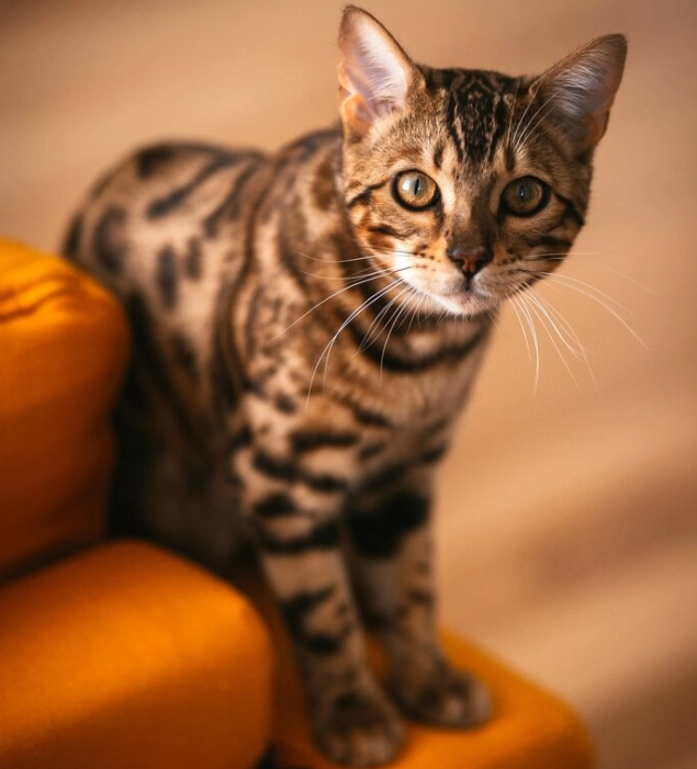 Cat Breed Identifier Breed Bengal