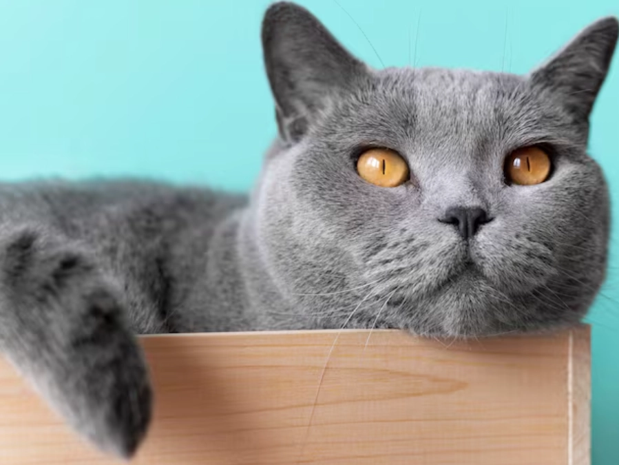 Cat Breed Identifier Breed British Shorthair