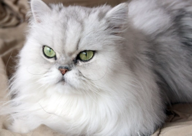 Cat Breed Identifier Breed Persian