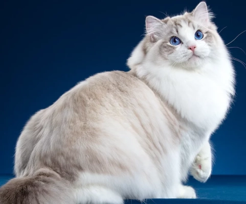 Cat Breed Identifier Breed Ragdoll