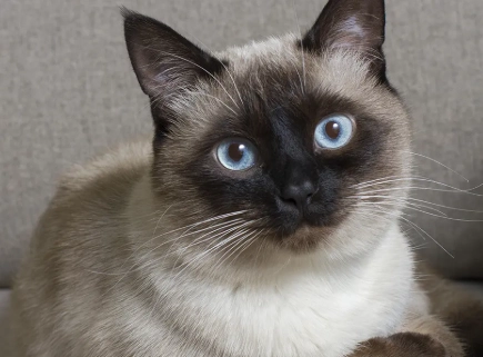 Cat Breed Identifier Breed Siamese