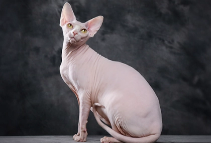 Cat Breed Identifier Breed Sphynx