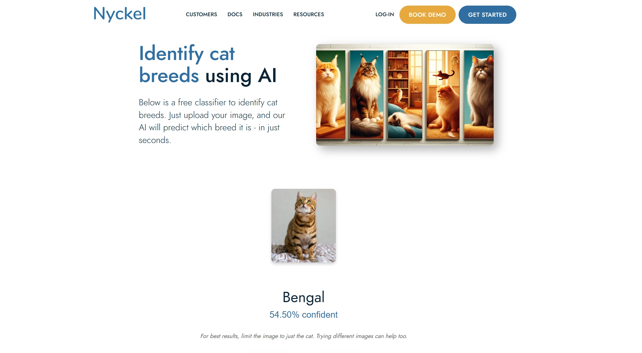 Cat Breed Identifier Nyckel