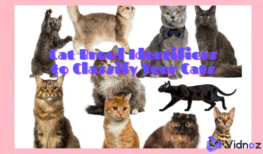 6 Best Cat Breed Identifiers to Classify Your Cats with Ease