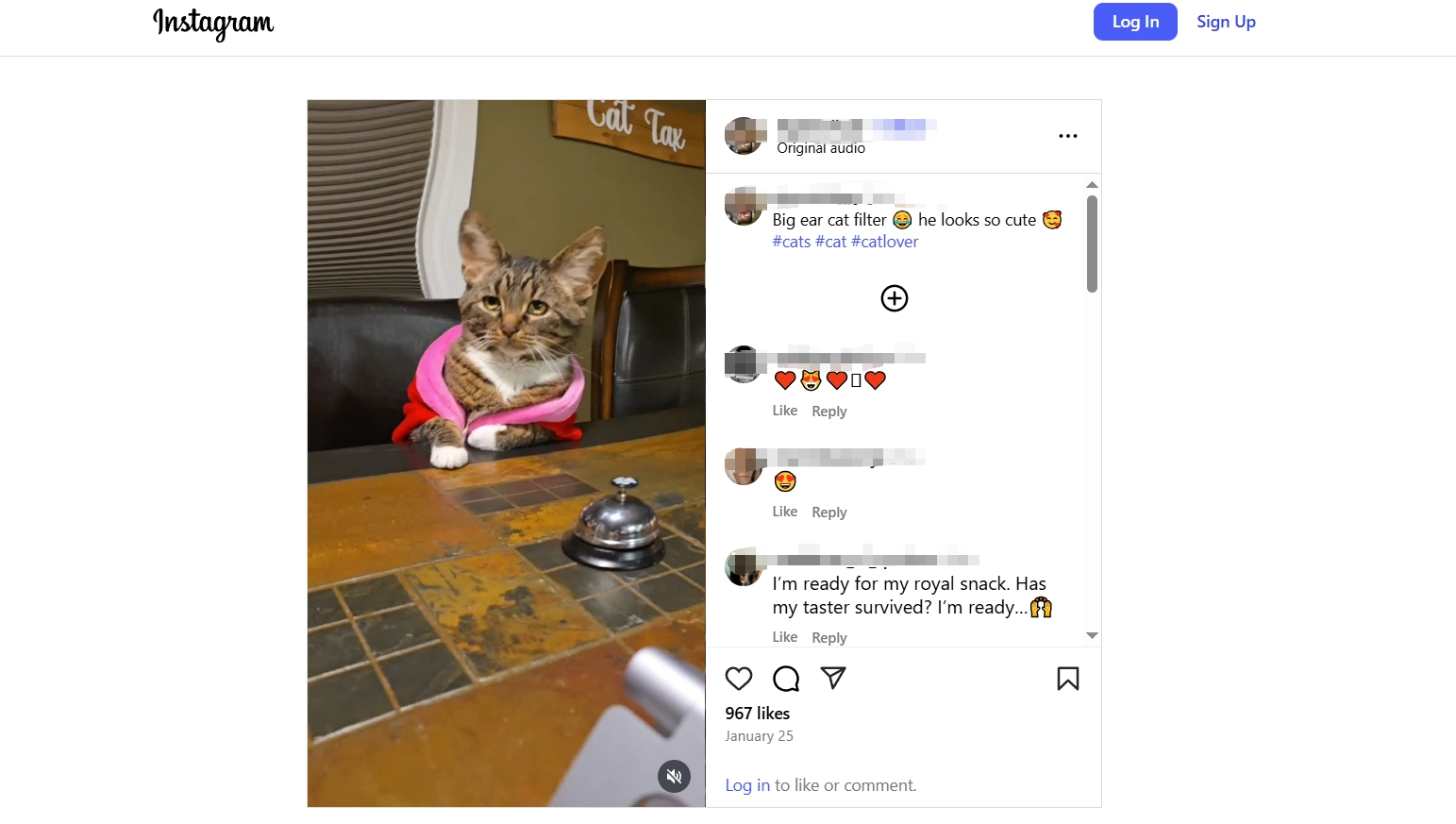 Cat Ear Filter Instagram
