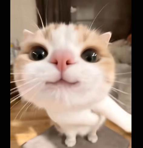 Cat Plays Silly in Earth Zoom In Video