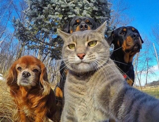 Cat Selfie with Dogs 1