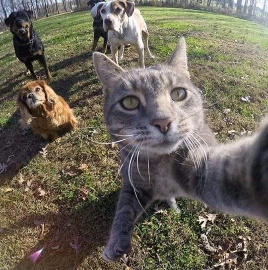Cat Selfie with Dogs 2