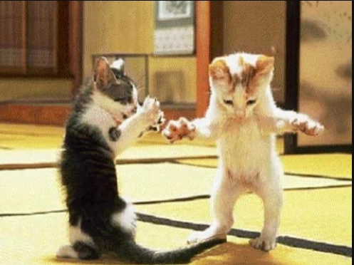 Download Animal Dancing GIF from Giphy