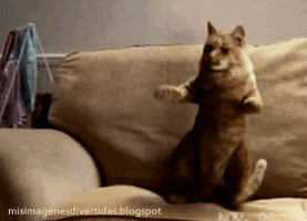 Giphy Dancing Cat GIF