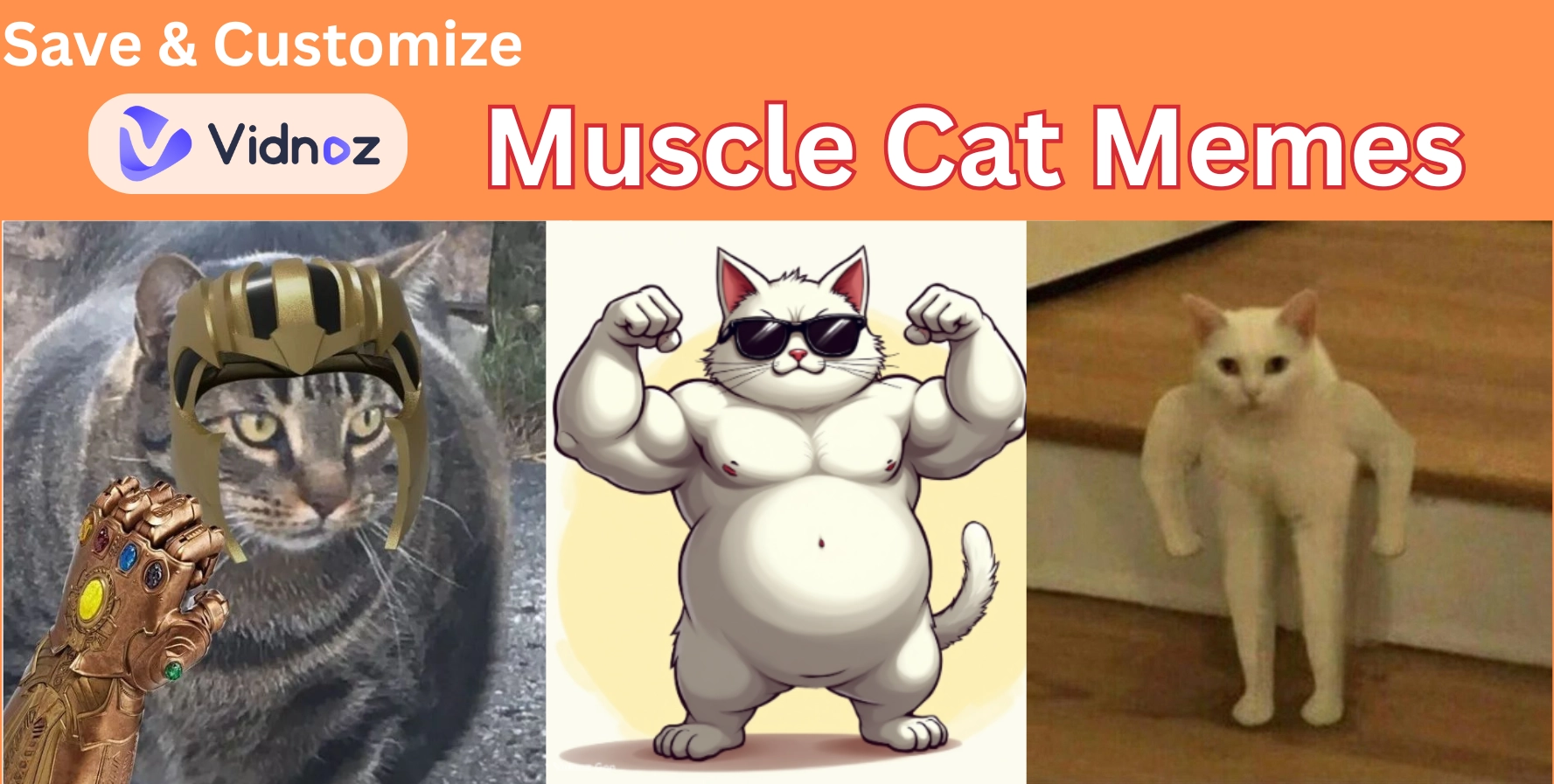 Viral Muscle Cat Memes Free Download & Make Grumpy One Easily by Yourself!