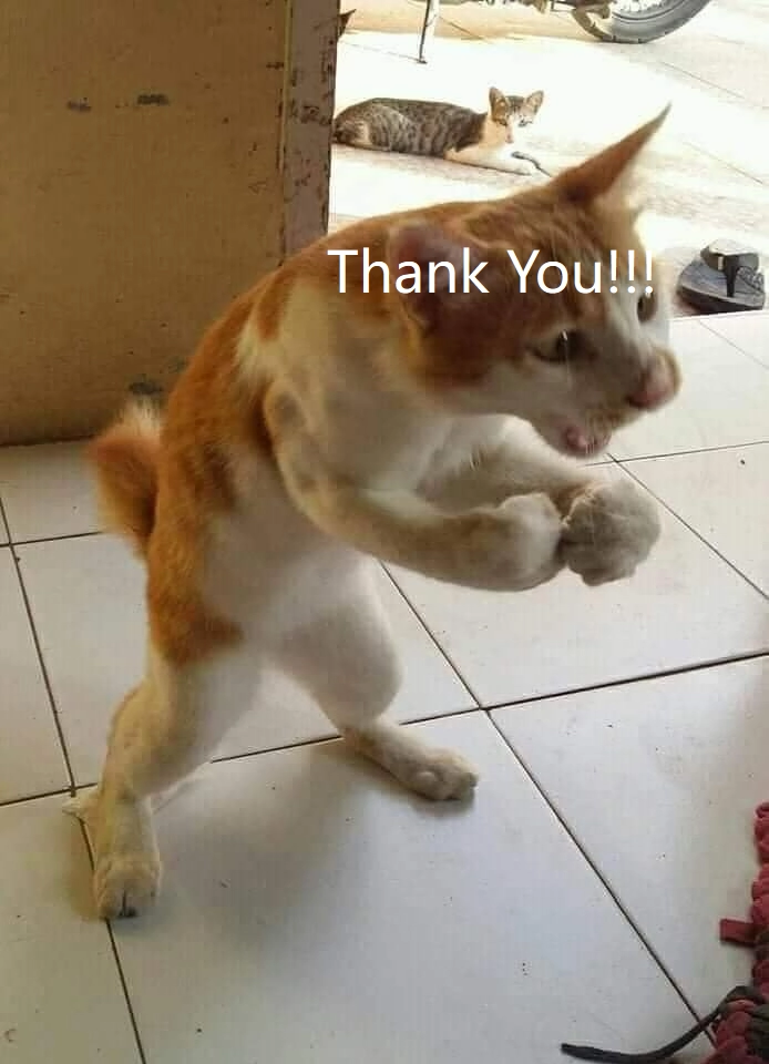 Muscle Cat Thank You Meme