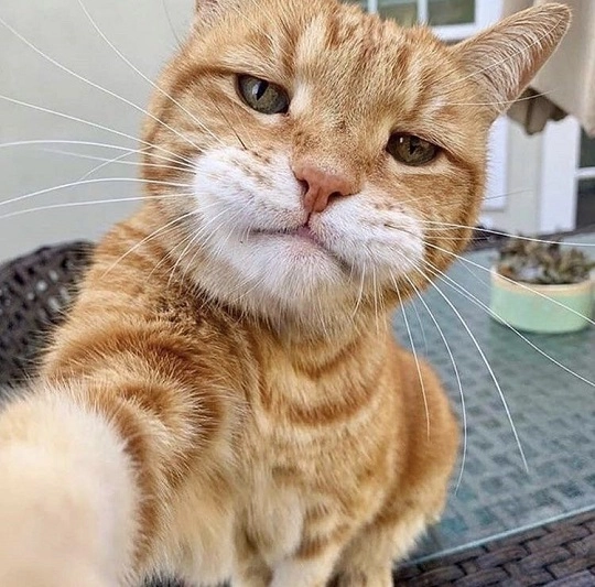 Single Cat Sefie Meme 1