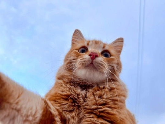 Single Cat Selfie Meme 2